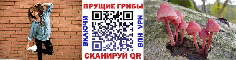 Галлюциногенные грибы Psilocybe  цена   Куса 